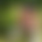 Travesti, Travestie, 37 ans, Momignies (2)